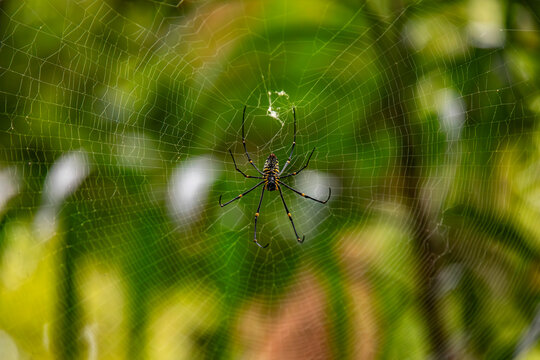 Orb-weaver spider on web in Koh Tao rainforest in summer