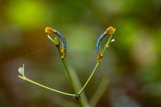 Close-up of colorful caterpillars on green stem in Thailand
