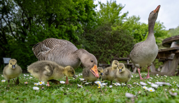 Greylag goose family with goslings foraging in spring meadow