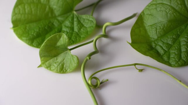Morning Glory Plant Video Featuring Blooming Blue Flowers, Climbing Vine, Lush Green Leaves, Natural Garden Beauty, and Peaceful Nature