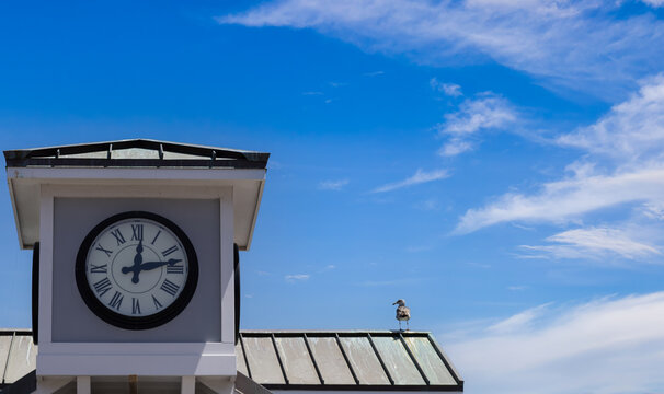 Close-up of Avalon clock tower with seagull and blue sky