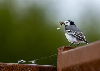 Great tit with food © Mike