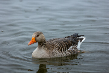 Fototapeta premium goose on the water