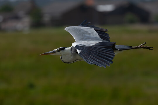 great blue heron