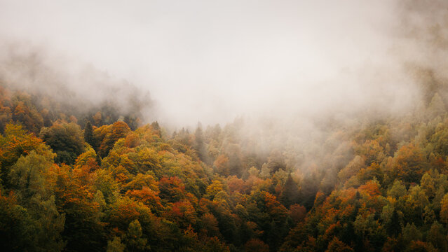 Misty autumn forest canopy with fog rolling over hillsides