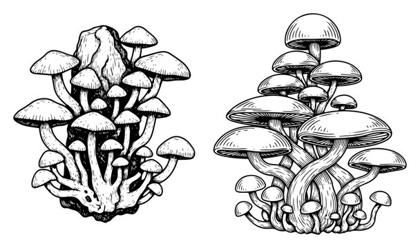 Wild mushroom clusters and fungi growth on forest floor in vintage engraving style