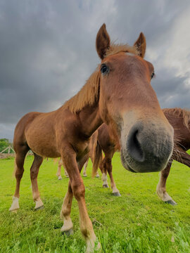 Close-up curious horse in green pasture under cloudy sky