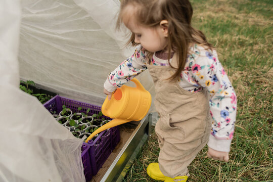 Little girl watering seedlings in kitchen garden