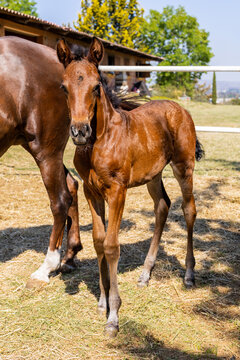 Foal standing in sunlight at a farm