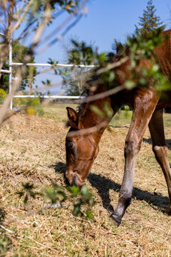 Young horse grazing in a sunny paddock setting