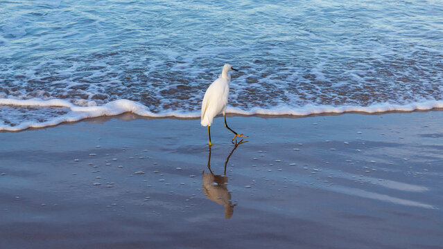 gar&ccedil;a na Praia do Santinho, Ingleses, Florian&oacute;polis, Santa Catarina, Brasil 