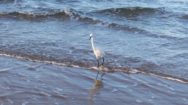 gar&ccedil;a na Praia do Santinho, Ingleses, Florian&oacute;polis, Santa Catarina, Brasil 