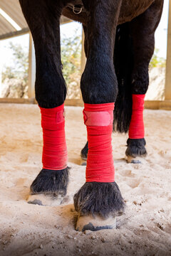Horse legs with red bandages in a stable setting