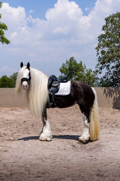 Beautiful Gypsy Vanner horse with saddle in sunny paddock