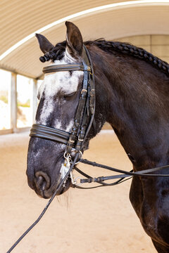 Close-up of a horse with braided mane and bridle