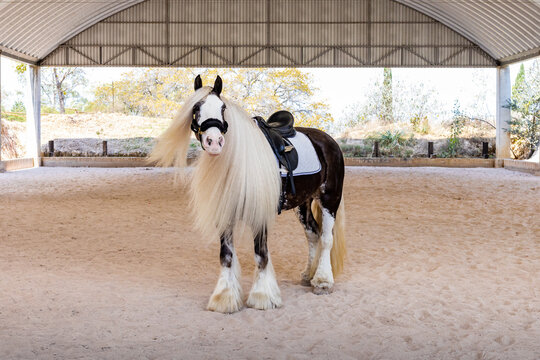Gypsy Vanner horse in arena with equestrian gear