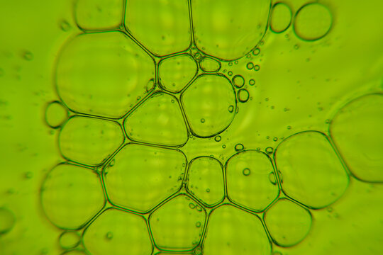Abstract green liquid bubbles forming cellular pattern background