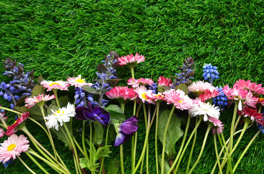 Colorful spring flowers on green grass background