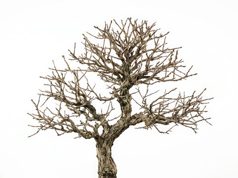A single bare winter tree with small green buds growing on the dark branches
