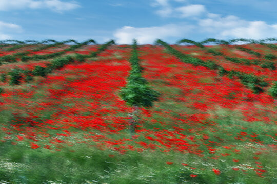 Full color rural landscape art with red poppy field