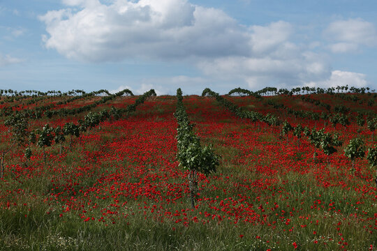 Red poppy field in rural vineyard landscape under clouds