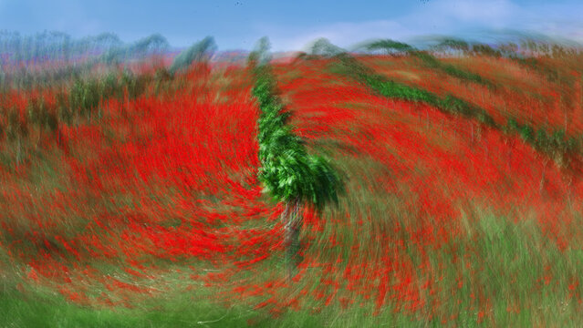 Abstract rural landscape art with red poppy field in color