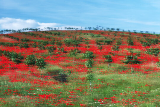 Vibrant red poppy field painting in rural landscape