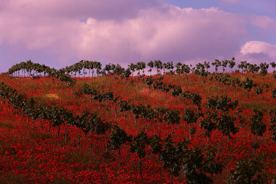 Red poppy field art in full color rural landscape view