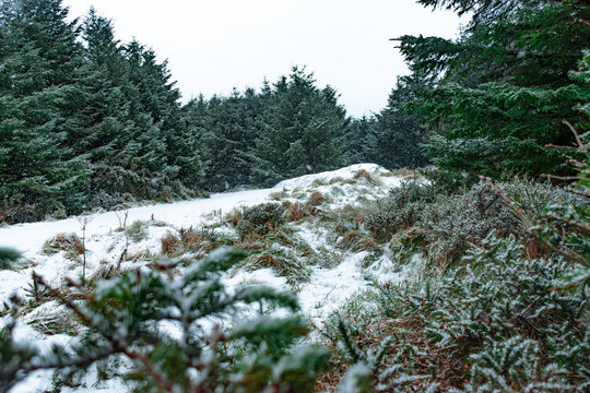Beautiful winter forest landscape with snow falling on evergreen pine trees