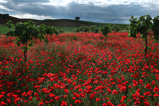 Red poppy field art in full color rural landscape panorama