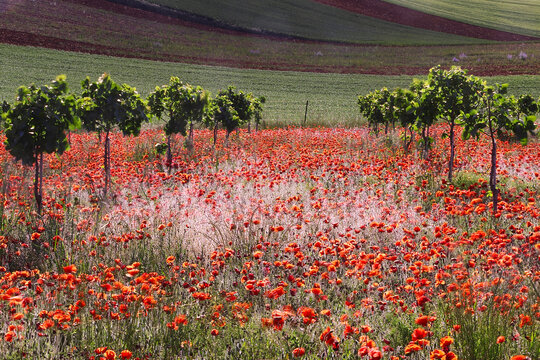 Vibrant red poppy field art in rural landscape panorama