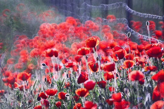 Vibrant red poppy field in rural landscape, full color art
