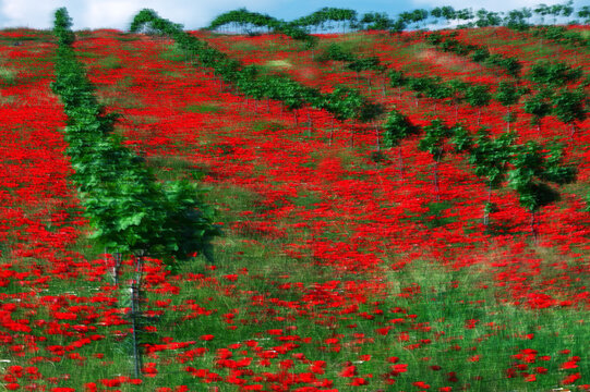 Red poppy art landscape with young trees in full color