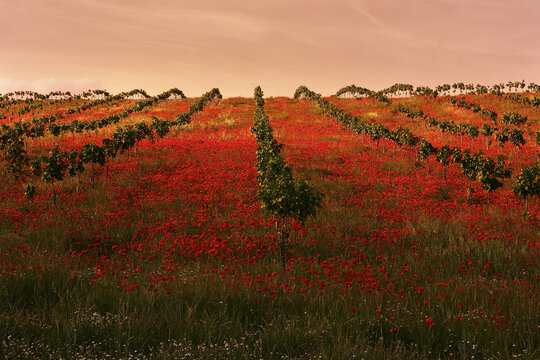 Red poppy field artwork in rural landscape at sunset
