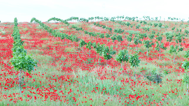 Red poppy meadow art in full color rural landscape view
