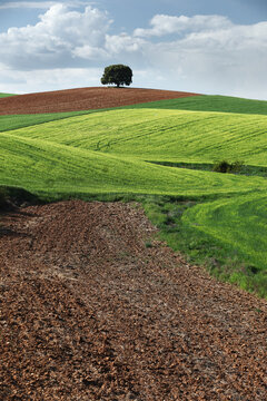 Rolling crop fields and lone tree in Guadalajara, Spain