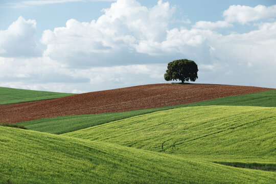 Rolling crop fields and lone tree in Guadalajara, Spain