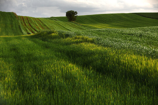 Rolling green crop field and lone tree in Guadalajara, Spain