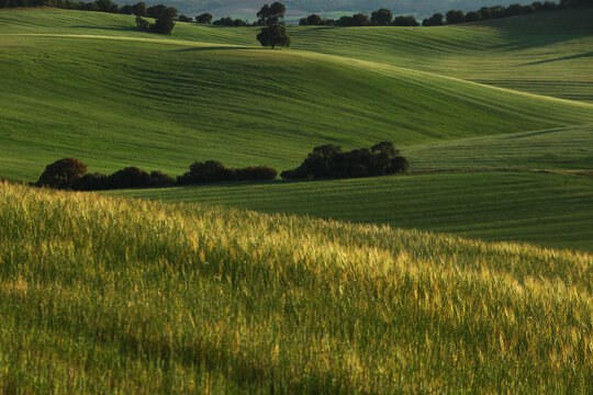 Rolling crop fields in Guadalajara, Spain at golden hour