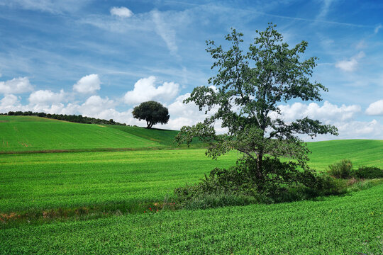 Rolling crop fields and lone tree in Guadalajara, Spain