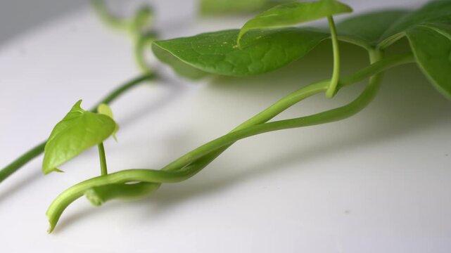 Morning Glory Plant Video Featuring Blooming Blue Flowers, Climbing Vine, Lush Green Leaves, Natural Garden Beauty, and Peaceful Nature