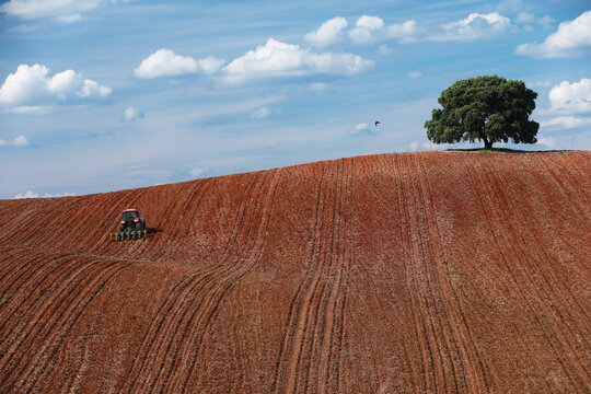 Plowed crop field with lone tree under clouds in Guadalajara