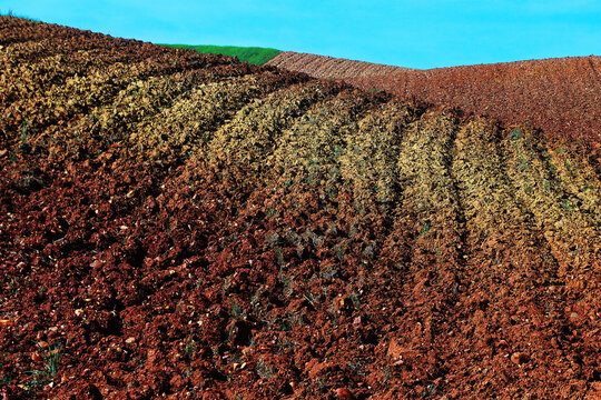 Fine art full color view of crops and tilled soil