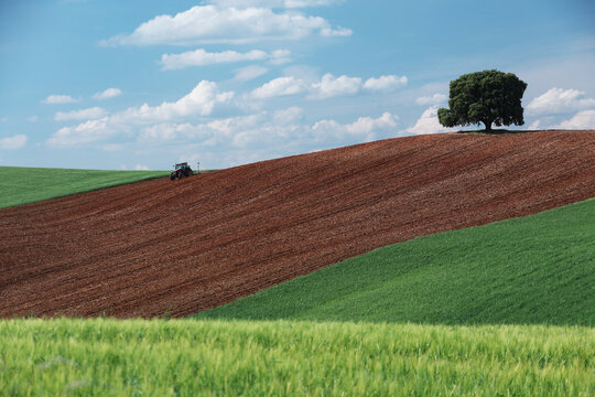 Rolling crop field and lone tree in Guadalajara, Spain