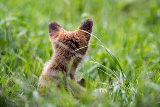Young Red Fox Cub with Its Back to the Camera. Young red fox cub scratching while sitting in fresh summer grass with its back to the camera. 