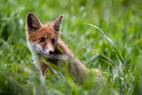 Young red fox cub sitting in fresh summer grass in a lush green meadow. Natural wildlife portrait with soft background. 