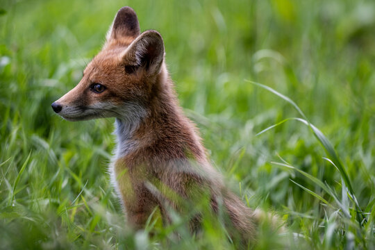 Young red fox cub sitting in fresh summer grass in a lush green meadow. Natural wildlife portrait with soft background. 