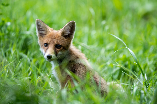 Young red fox cub sitting in fresh summer grass in a lush green meadow. Natural wildlife portrait with soft background. 