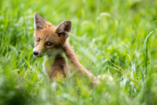 Young red fox cub sitting in fresh summer grass in a lush green meadow. Natural wildlife portrait with soft background. 