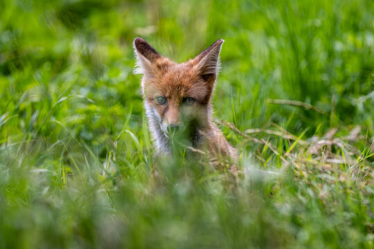 Young red fox cub sitting in fresh summer grass in a lush green meadow. Natural wildlife portrait with soft background. 